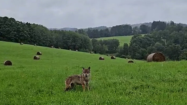 Uprchlou vlčici odchytili a vrátili do výběhu, záhy uhynula