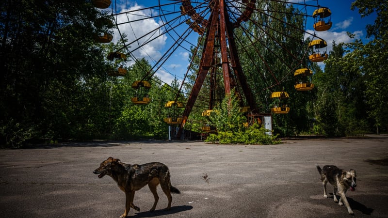 Modří psi v okolí Černobylu: Žádný podvrh, tvrdí experti. Nastínili možnou příčinu