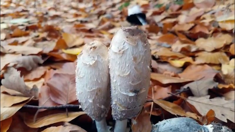 Utajený poklad českých lesů: Hnojník pomáhá s diabetem i imunitou. Používal se i při psaní