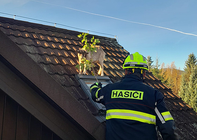 Vyplašená koza vyběhla na střechu domu, hasiči ji dolů lákali na pamlsky