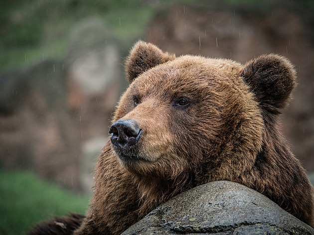 Obyvatele vesnice v Kosovu děsí medvědi. Za bílého dne se toulají ulicemi