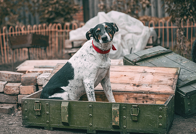 101 průšvihů aneb jak se finančně chránit, když se splaší nejen nejlepší přítel člověka