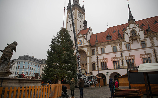 Olomouc už má vánoční stromek, rozsvítí se v neděli. Letos putoval z Přerovska