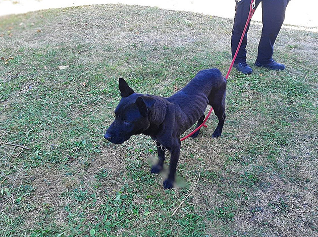 Svázané nohy, otevřené rány. Za týrání psa na Lounsku hrozí muži až šest let