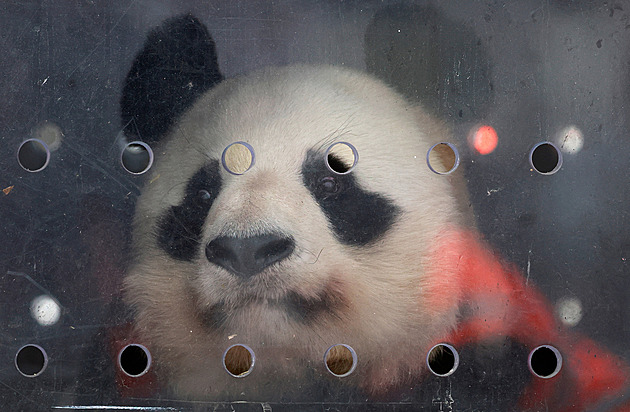 Jedné z pand ve francouzské zoo selhaly ledviny. Čína je předčasně odvezla