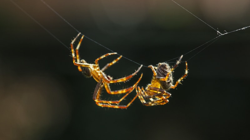 K rozmnožování nepotřebuje sex. Vědci našli na Petříně unikátního pavouka