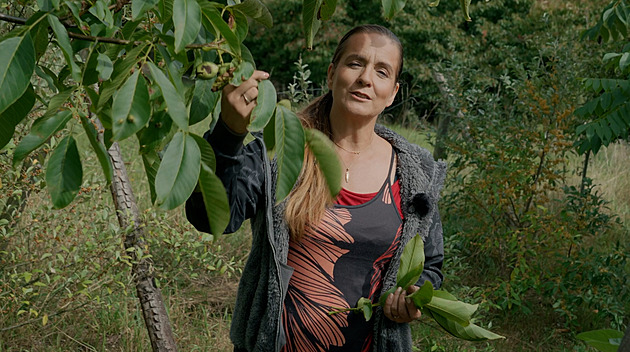 Jak využít listy ořešáku u slepic, na kompost, mulč i skladování zeleniny