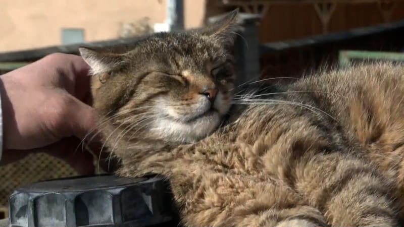 Vyhrocený spor o toulavé kočky v Hrabové: Lidé vyhrožují starostovi smrtí, zboural přístřešky