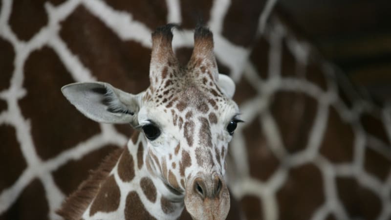Roztomilý přírůstek v Zoo Dvůr Králové: Narodil se sameček vzácné žirafy