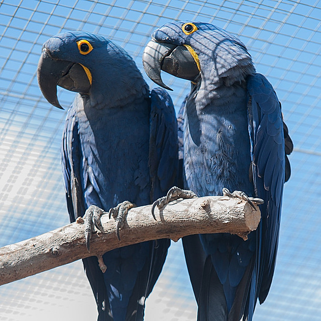 Na Hlinecku ulétl největší a nejdražší papoušek světa, pátrá po něm i znalec
