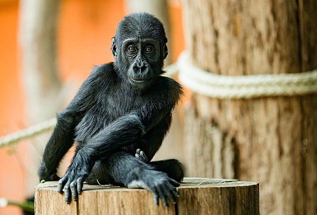 15 minut kola zdarma a sleva do Zoo Praha. Kde s Lítačkou ušetříte?