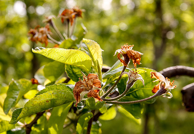 Mrazy poškodily ovocné stromy, doplatil na to hlavně jeden druh