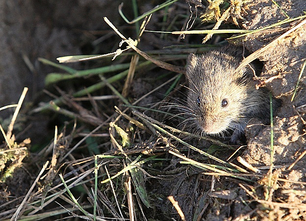 Farmáři na Hané zažívají invazi hrabošů. Chtějí víc trávit, ochránci jsou ale proti