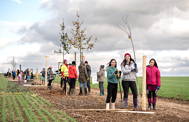 AmRest se Starbucks vrací stromy do české krajiny