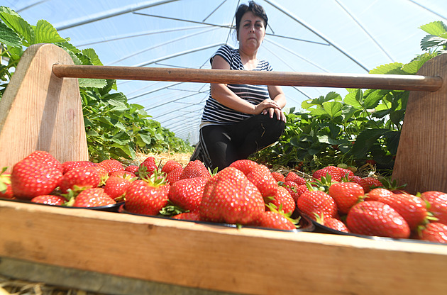 Samosběry jahod začínají. Farmáři lákají i na vychytávku, která šetří záda