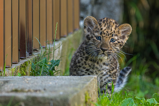 OBRAZEM: Roztomilá mláďata na Svatém Kopečku. Olomoucká zoo hlásí i vzácné přírůstky